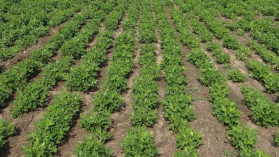 Coğrafi işaretli hasadı başladı! 127 bin dekarda üretiliyor, kilosu 70 liraya kadar çıkıyor