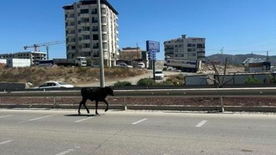 Hatay'da ahırdan kaçan buzağı trafiği birbirine kattı
