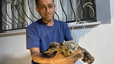 Osmaniye'de bulduğu şahine ciğer dürüm sipariş etti