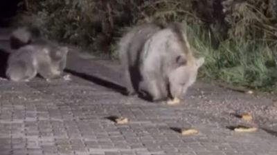 Uludağ'da ayı ailesini arabadan beslediler