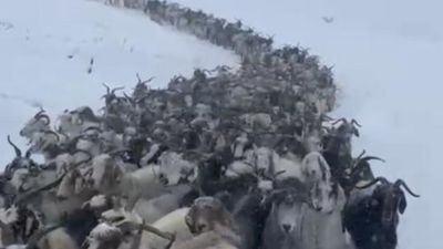 Rize'de Avusor Yaylası'nda karda mahsur kalan 500 küçükbaş hayvan kurtarıldı