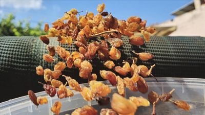 Türkiye'nin kuru üzüm ihracatı 546,5 milyon dolarla rekor kırdı