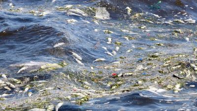 İzmir Körfezi'nde balık ölümleri sürüyor