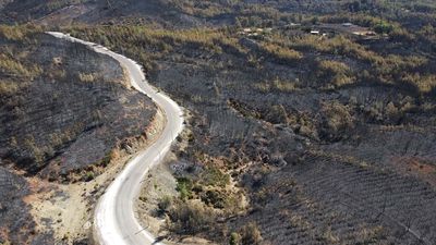 Muğla Köyceğiz'deki orman yangını sonrası acı tablo görüntülendi