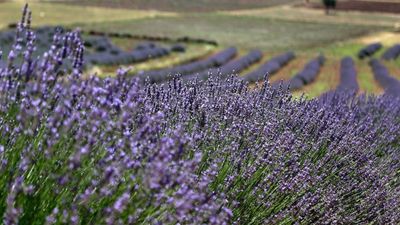 Kimyasallara elveda: Böcekleri evden uzaklaştıran 5 bitki