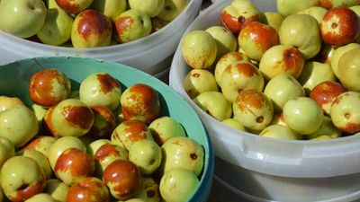 Hasat başladı: Nam-ı diğer ölümsüzlük meyvesi! Yiyen kötü gün görmüyor...