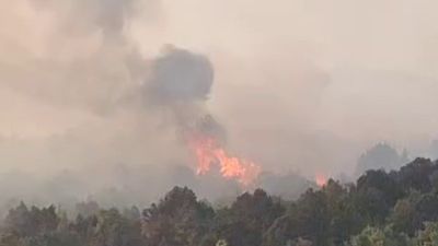 Konya'da sazlık alanda çıkan yangın ormana sıçradı