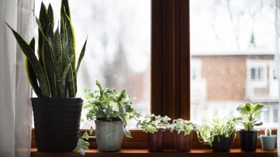 Alerjisi olan, bu bitkilerden uzak dursun: Burun akıntısı, öksürük…