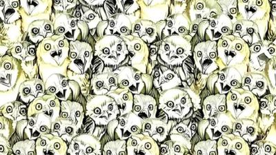 Baykuşların arasındaki kediyi 5 saniyede görenler üstün zekalı sayılıyor! Süre başladı...