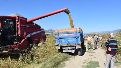 Sinop'ta 17 bin 484 dekar alanda çeltik hasadı
