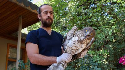 Antalya'da soyu tükenme tehlikesi altında olan yılan kartalı tedavi edilip doğaya salındı