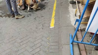 İstanbul'da pitbull dehşet saçtı