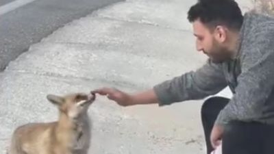 Bursa'da beklenmedik karşılaşma: Tilkiyi elleriyle besledi