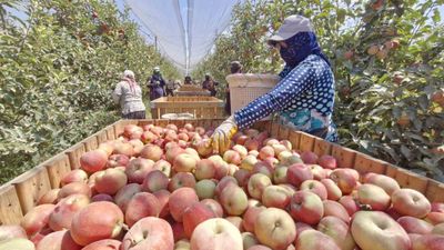 Kayseri’de bereketli hasat başladı! Zirai dondan kurtulmuştu, verimi yüzde 70’e çıktı