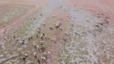 Yozgat'ta kuruyan baraj havzasında hayvanlar otlatılıyor