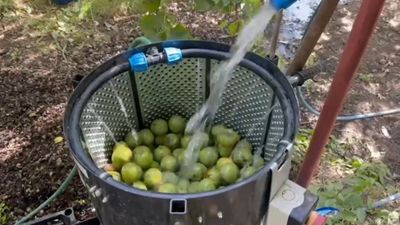 Bitlis'te dünyaca ünlü olan Adilcevaz cevizinin hasadı sürüyor