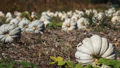 Afyonkarahisar'da hasat başladı! 7 tonluk hasat yüz güldürdü, kilosu 100 TL