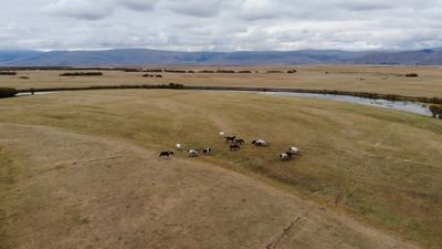 Ardahan'da yılkı atları görüntülendi