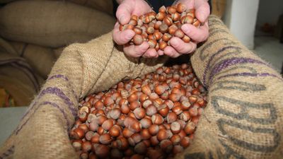 Giresun fındığı zirvede: Kilosu 352 TL’ye ulaştı