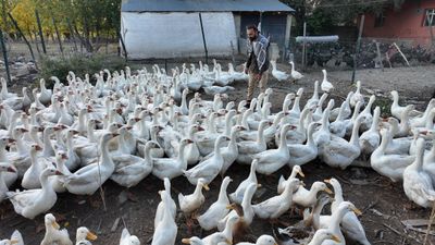 Ağrı'da ıslık sesiyle yüzlerce kanatlı hayvanı etrafına topluyor