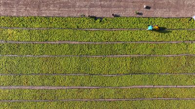 İbrahim Yumaklı: Çiftçilere 349 milyon lira destek ödemesi bugün yapılacak