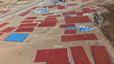 Kilis'te pul biber mesaisi: Sınırın sıfır noktasında hasat sürüyor