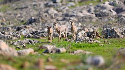 DKMP'de 13 yılda yaklaşık 73 bin yaban hayvanı tedavi edilerek doğaya salındı
