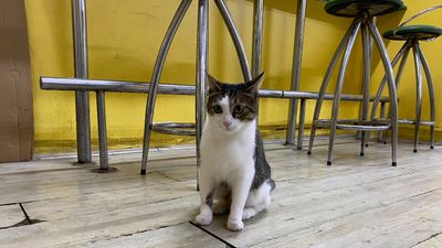 Eskişehir'de bir esnaf iki kez terk edilen kediye yuva oldu