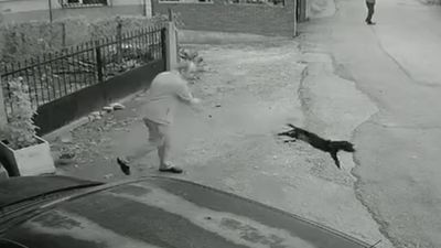 Kocaeli'de bir kişi yavru köpeği bahçesine girdi diye yere fırlattı