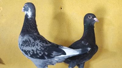 Adana'da kayıp güvercinlerini bulana 100 bin lira verecek