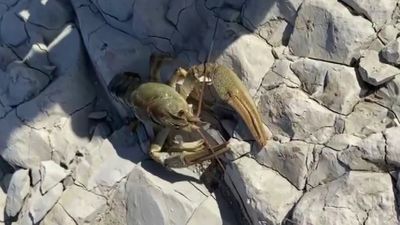 Atatürk Barajı Göleti'nde kerevit şaşkınlığı