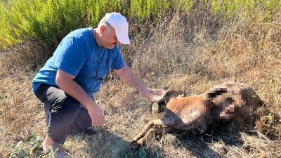 İstanbul'a bir günlüğüne iş seyahatine gitti, döndüğüne keçilerini parçalanmış halde buldu