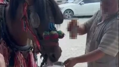 Muğla'da alkol içirilen zavallı at bağımlı oldu