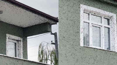 Evleri ve bahçeleri sardı: Ürünlere zarar veriyor