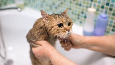 Kediler suyu neden sevmez? Cevap sandığınızdan daha ilginç