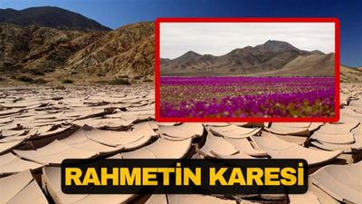 Dünyanın en kurak çölüydü; Çiçeklere büründü! İşte son hali...