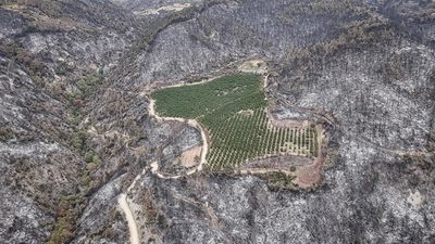 2025'te toplam 6 bin 800 orman yangını çıktı: 80 bin hektar alan kül oldu