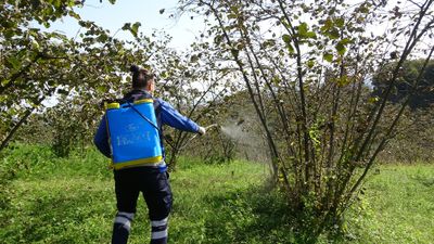 Karadeniz’de kahverengi kokarca alarmı: Tarım alanları tehdit altında
