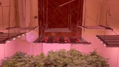 Kırıkkale'de kiralık evde kenevir yetiştirdi