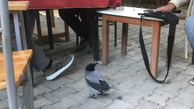 Tedavisinin ardından kahvehane bağımlısı olan karga Muğla'da maskot oldu