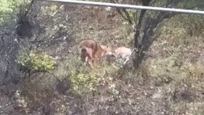 Bartın'da aç kurtlar kent merkezine indi