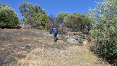 Aydın'da maki yangını zeytinliğe sıçradı: 10 dönüm alan zarar gördü