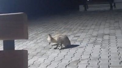 Elazığ'da acıkan tilki korucu kulübesinde karnını doyurdu