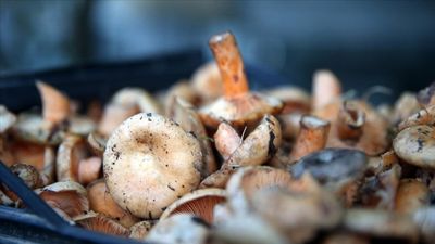 Aydın'da ormandan toplanan mantar can aldı