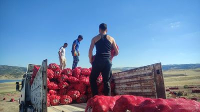 Yozgat'ta imece usulü soğan hasadı zaman tasarrufu sağlıyor