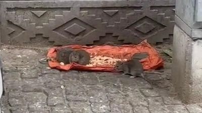 Tekirdağ'da fareler sokakları bastı: Vatandaş tepkili