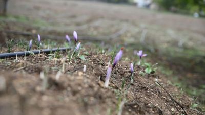 Fiyatı 1 kilo altınla yarışıyor: “Mucize bitki” çiçek açtı