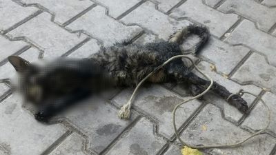 Bursa'da kan donduran olay: Yavru kediyi ayaklarını bağlayıp denize attılar