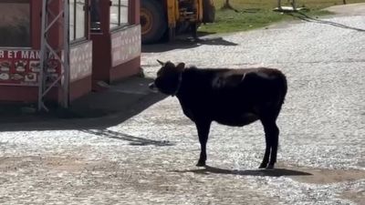 Gümüşhane'de yaylada arkadaş olan iki ineğin ayrılık anı yürek burktu