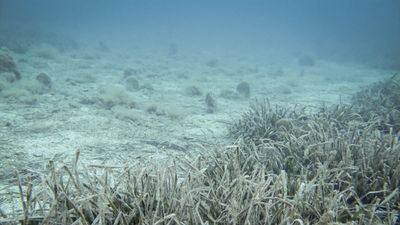 Marmara Denizi’nde müsilaj gözlemlenmedi